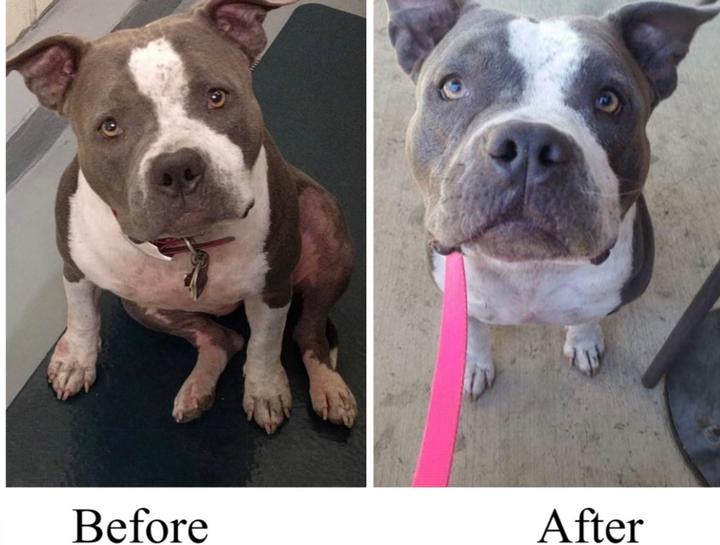 Dog Skin Allergies Veterinary Dermatologists